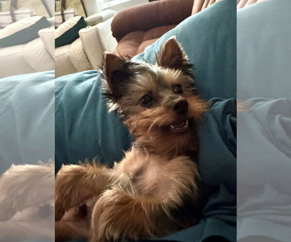 Medium Photo #3 Mutt Puppy For Sale in Spring, TX, USA