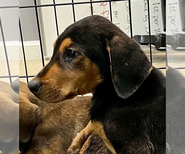 Medium Photo #4 Mutt Puppy For Sale in Elmsford, NY, USA