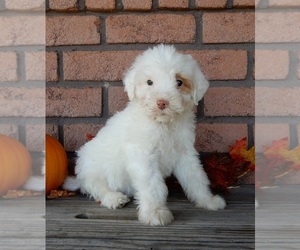 Labradoodle Puppy for sale in MILLERSBURG, OH, USA