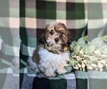 Small Photo #3 Shih-Poo Puppy For Sale in GORDONVILLE, PA, USA