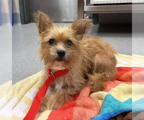 Medium Photo #1 Cairn Terrier-Unknown Mix Puppy For Sale in Rancho Cucamonga, CA, USA