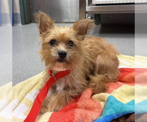 Cairn Terrier-Unknown Mix Dogs for adoption in Rancho Cucamonga, CA, USA