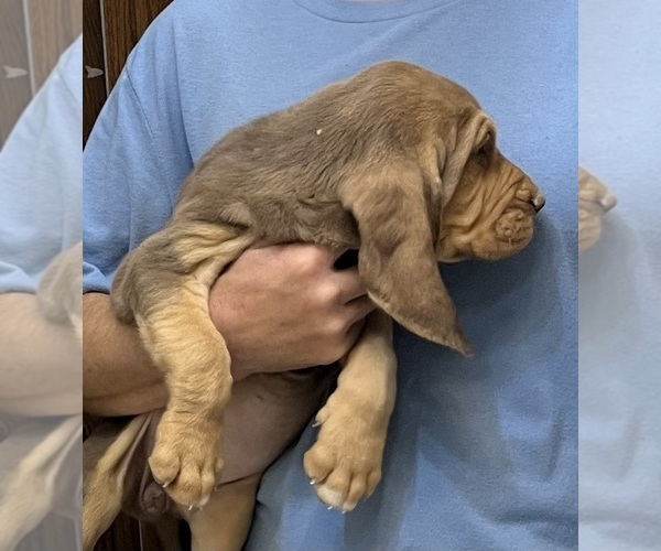 Medium Photo #9 Bloodhound Puppy For Sale in FORT MORGAN, CO, USA