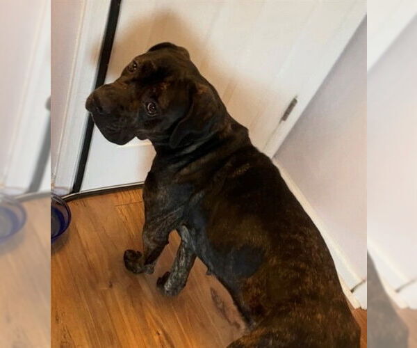 Medium Photo #2 Mutt Puppy For Sale in Forestville, MD, USA