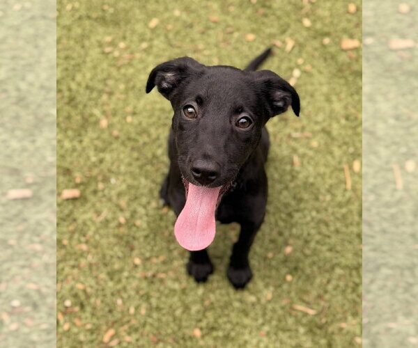 Medium Photo #1 Labrador Retriever-Unknown Mix Puppy For Sale in Hilton Head, SC, USA