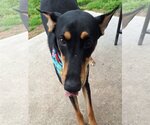 Small Photo #13 Doberman Pinscher-Unknown Mix Puppy For Sale in The Woodlands, TX, USA