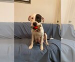 Small #2 American Pit Bull Terrier-Bulldog Mix