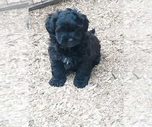 ShihPoo Puppy for sale in SPOTSYLVANIA, VA, USA