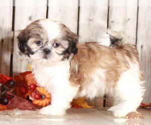 Shih Tzu Puppy for sale in MOUNT VERNON, OH, USA