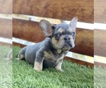 Small Photo #47 French Bulldog Puppy For Sale in MEMPHIS, TN, USA