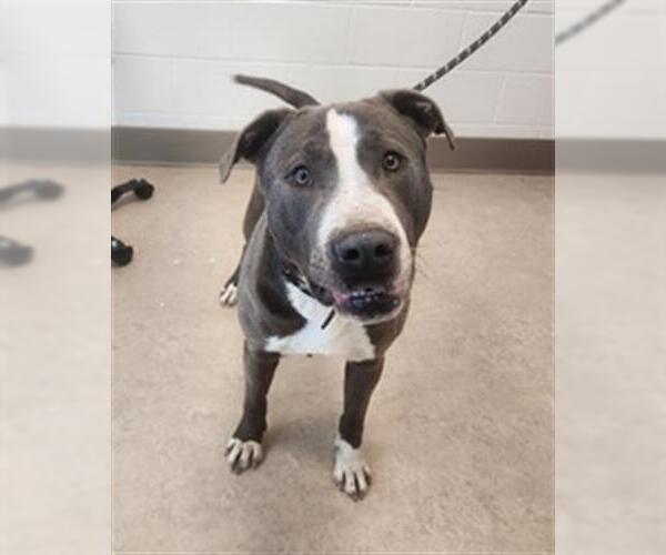 Medium Photo #1 Mutt Puppy For Sale in Saginaw, MI, USA