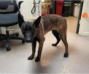 Mutt Dogs for adoption in Pasadena, CA, USA