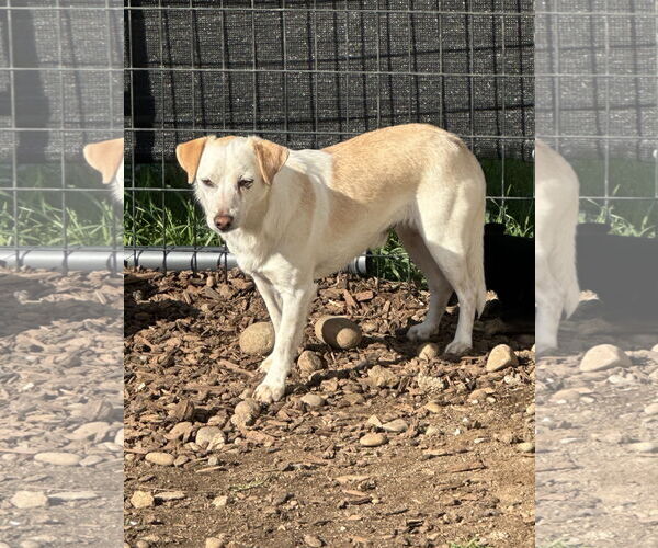 Medium Photo #2 Jack Russell Terrier-Unknown Mix Puppy For Sale in Chico, CA, USA