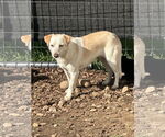 Small #1 Jack Russell Terrier Mix