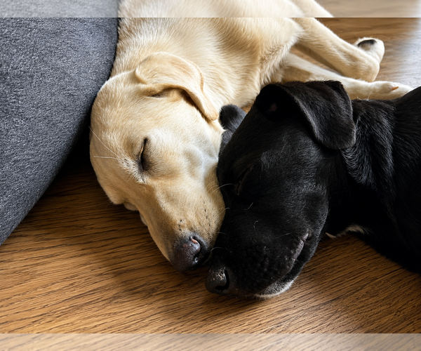 Medium Photo #2 Labrador Retriever Puppy For Sale in Clovis, CA, USA