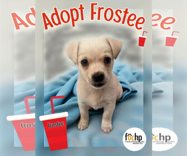 Medium Photo #1 Chihuahua Puppy For Sale in Menifee, CA, USA
