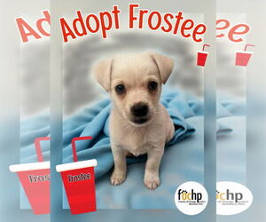Chihuahua Dogs for adoption in Menifee, CA, USA