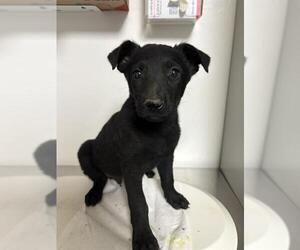 Mutt Dogs for adoption in Bakersfield, CA, USA