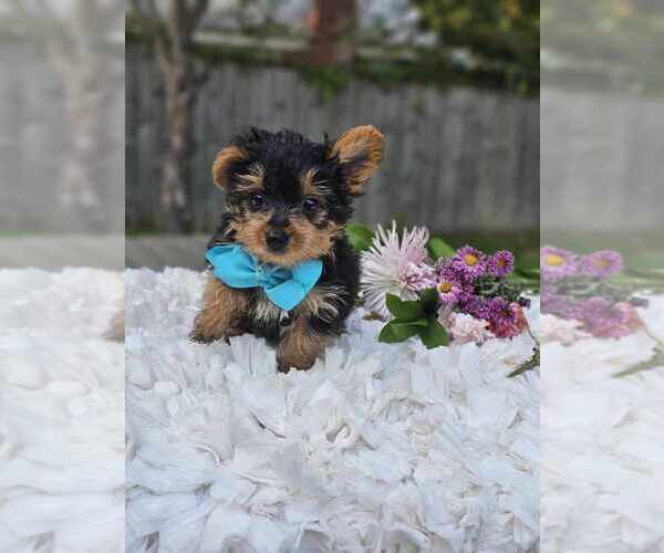 Medium Photo #3 Yorkshire Terrier Puppy For Sale in INDIANAPOLIS, IN, USA