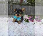 Small #2 Yorkshire Terrier