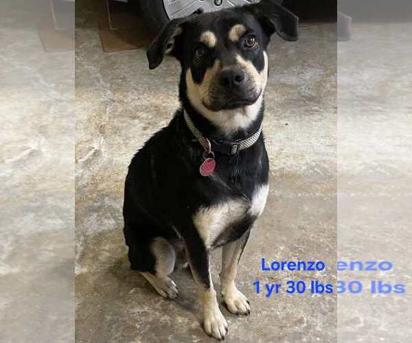 Medium Photo #2 Doberman Pinscher-Unknown Mix Puppy For Sale in Virginia Beach, VA, USA