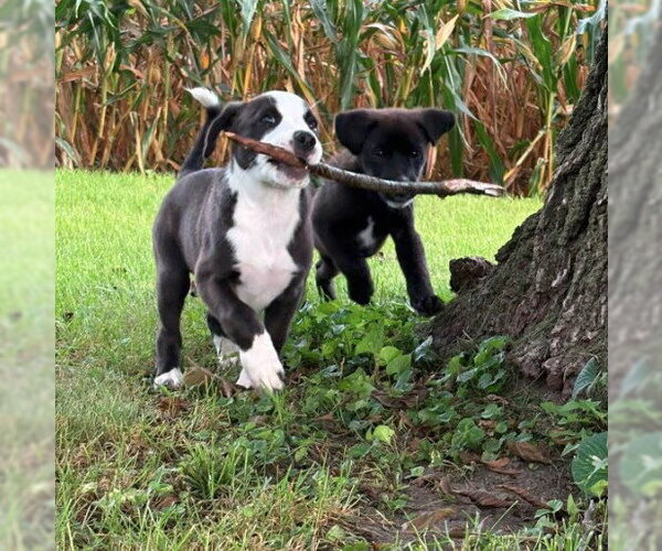 Medium Photo #3 Labrador Retriever-Unknown Mix Puppy For Sale in Sheboygan, WI, USA