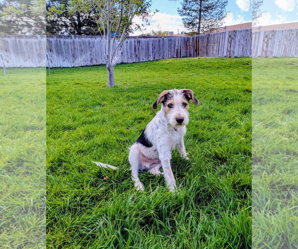 Medium Photo #8 Mutt Puppy For Sale in Sandy, UT, USA