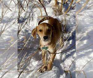 Labrador Retriever Mix Dog for Adoption in Springdale, Pennsylvania USA