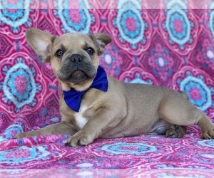 French Bulldog Puppy for sale in LANCASTER, PA, USA