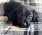 Small #3 Labrador Retriever Mix