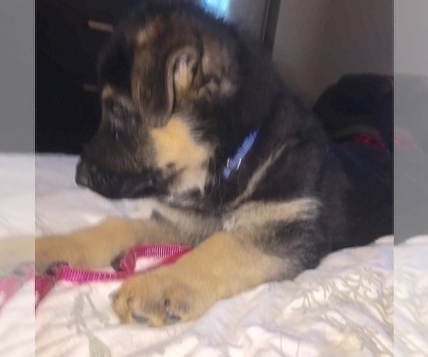 Medium Photo #10 German Shepherd Dog Puppy For Sale in HOUSTON, TX, USA