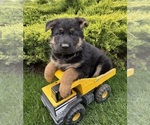 Small German Shepherd Dog