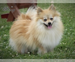 Mother of the Pomeranian puppies born on 01/08/2023