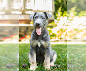 German Shepherd Dog Puppy for sale in GOSHEN, IN, USA