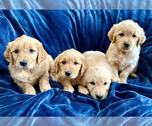 Golden Retriever Puppy for Sale in FAIR HAVEN, Michigan USA
