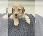 Puppy Pinky Dink Saint Berdoodle