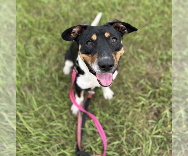Medium Photo #16 Mutt Puppy For Sale in Fargo, ND, USA