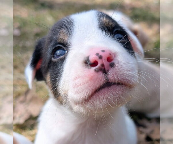 Medium Photo #4 Mutt Puppy For Sale in Brooklyn Center, MN, USA