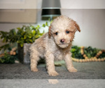 Small #1 Cavapoo (Miniature)