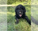 Small Photo #12 Goldendoodle Puppy For Sale in EATON RAPIDS, MI, USA