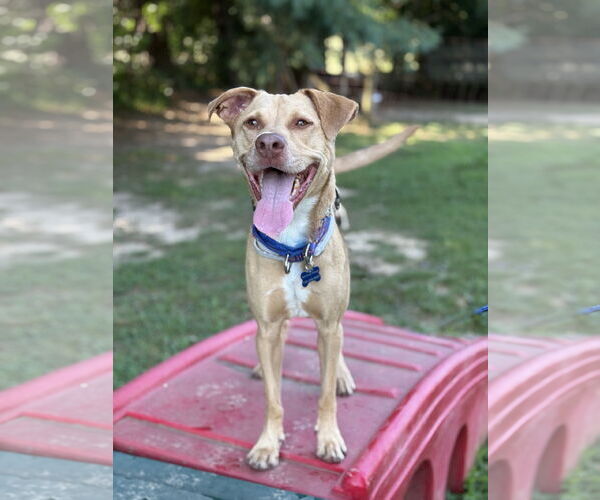 Medium Photo #4 Mutt Puppy For Sale in Spring Lake, NJ, USA