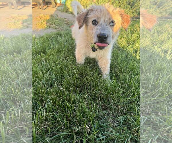 Medium Photo #2 Australian Shepherd-Unknown Mix Puppy For Sale in Paso Robles, CA, USA