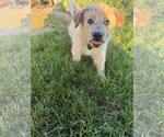 Small #1 Australian Shepherd Mix
