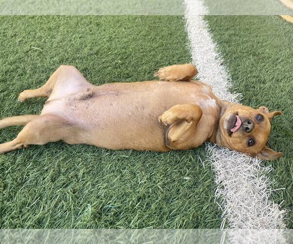 Medium Photo #11 Chipin Puppy For Sale in phoenix, AZ, USA