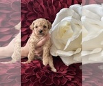 Small Photo #5 Poodle (Toy) Puppy For Sale in STOCKBRIDGE, GA, USA