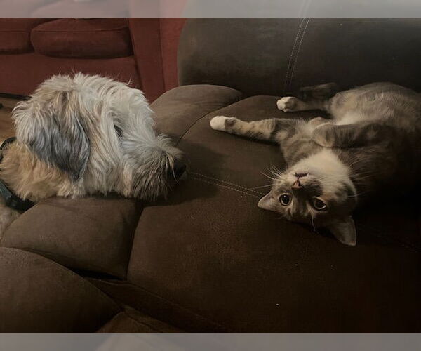 Medium Photo #4 - Mix Puppy For Sale in Tarrytown, GA, USA