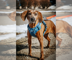 Small Photo #4 Redbone Coonhound-Unknown Mix Puppy For Sale in Plymouth, MN, USA
