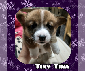 Cowboy Corgi Puppy for sale in GALLEGOS, NM, USA