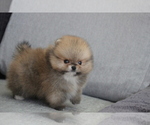Small Photo #6 Pomeranian Puppy For Sale in SAN FRANCISCO, CA, USA