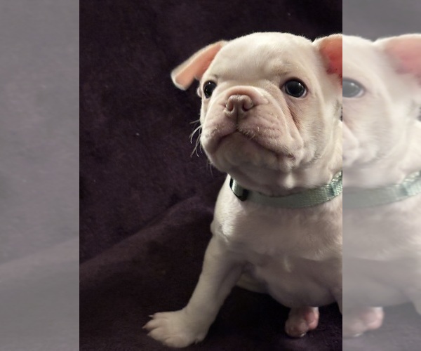 Medium Photo #16 Boston Terrier Puppy For Sale in HAMDEN, CT, USA